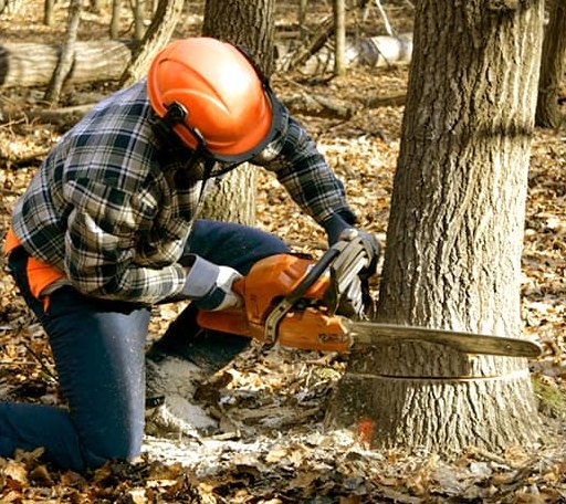 Tree Removal in Bellingham, MN